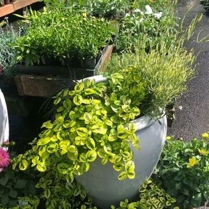 Meet your Posher, Marianne